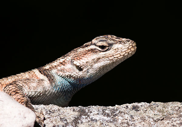 Yarrow's Spiny Lizard Mountain Spiny Lizard Sceloporus jarrovii