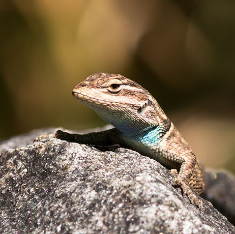 Yarrow's Spiny Lizard Mountain Spiny Lizard Sceloporus jarrovii