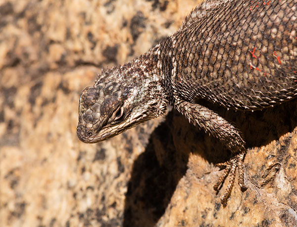 Yarrow's Spiny Lizard Mountain Spiny Lizard Sceloporus jarrovii