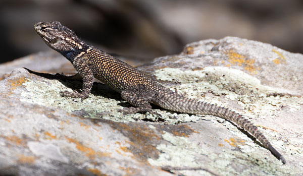 Yarrow's Spiny Lizard Mountain Spiny Lizard Sceloporus jarrovii