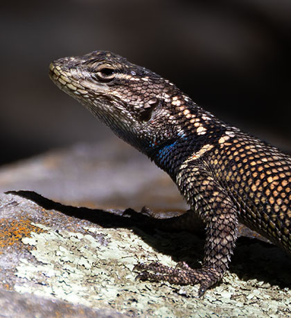 Yarrow's Spiny Lizard Mountain Spiny Lizard Sceloporus jarrovii
