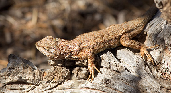 Plateau Fence Lizard Sceloporus tristichus 