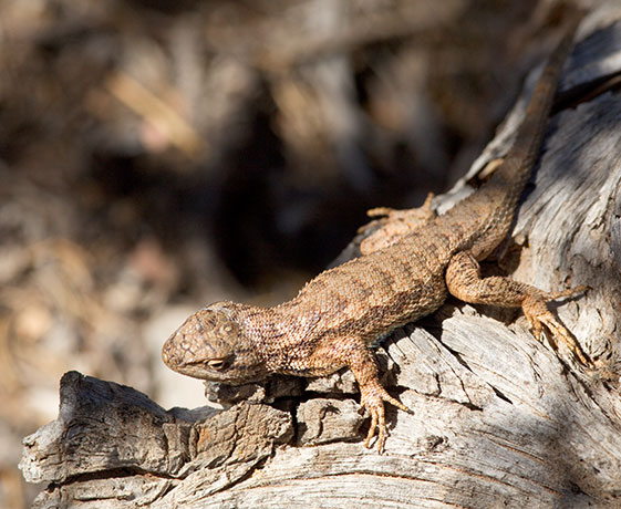 Plateau Fence Lizard Sceloporus tristichus 