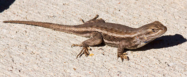 Plateau Fence Lizard Sceloporus tristichus or Southwestern Fence Lizard Sceloporus cowlesi Plateau Fence Lizard Sceloporus tristichus or Southwestern Fence Lizard Sceloporus cowlesi