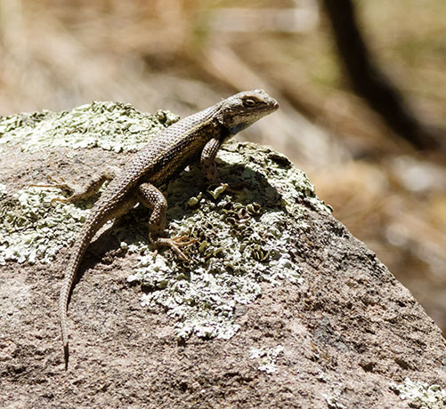 Plateau Fence Lizard Sceloporus tristichus  or Southwestern Fence Lizard Sceloporus cowlesi