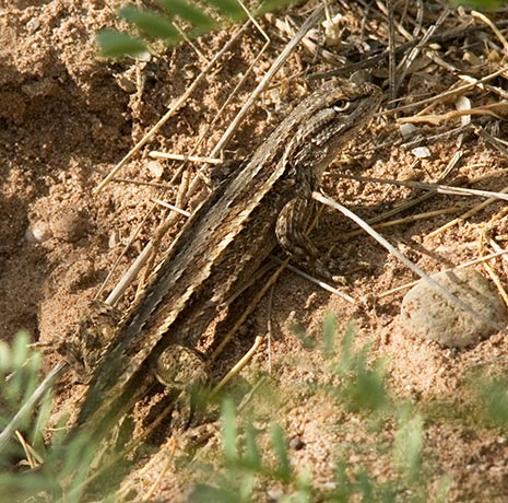 Southwestern Fence Lizard Sceloporus cowlesi 