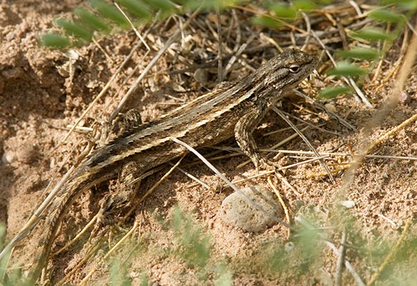 Southwestern Fence Lizard Sceloporus cowlesi 