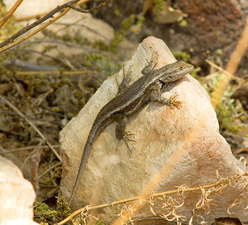 Southwestern Fence Lizard Sceloporus cowlesi 