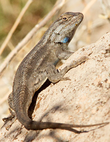 Southwestern Fence Lizard Sceloporus cowlesi 