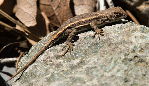 Striped Plateau Lizard Sceloporus Virgatus  