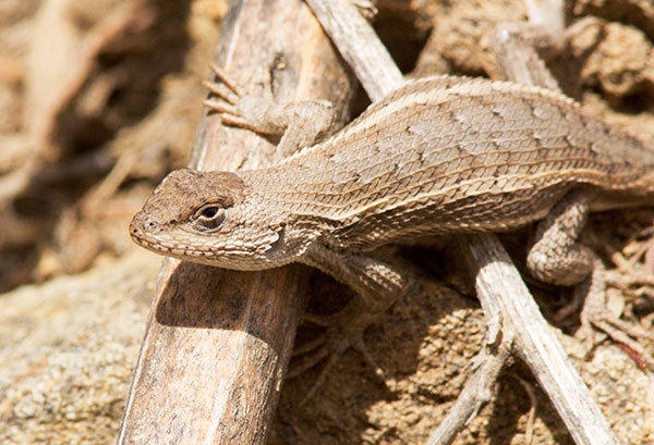 Striped Plateau Lizard Sceloporus Virgatus