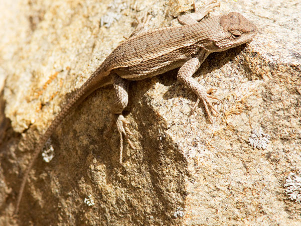 Striped Plateau Lizard Sceloporus Virgatus