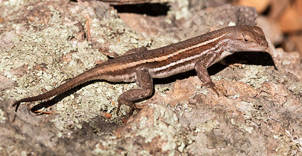 Striped Plateau Lizard Sceloporus Virgatus  