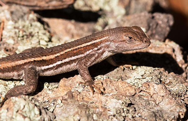 Striped Plateau Lizard Sceloporus Virgatus  
