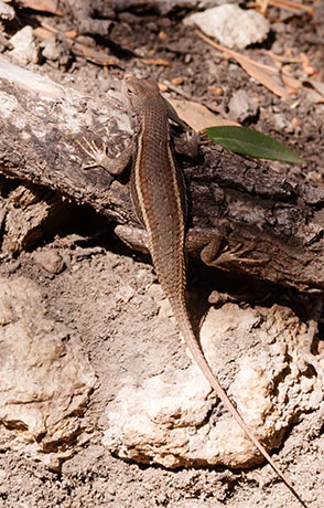 Striped Plateau Lizard Sceloporus Virgatus  