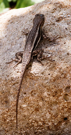 Striped Plateau Lizard Sceloporus Virgatus  