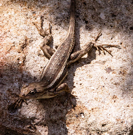 Striped Plateau Lizard Sceloporus Virgatus  