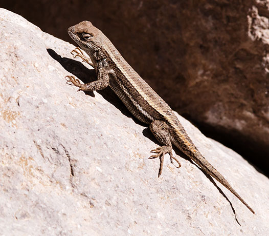 Striped Plateau Lizard Sceloporus Virgatus  