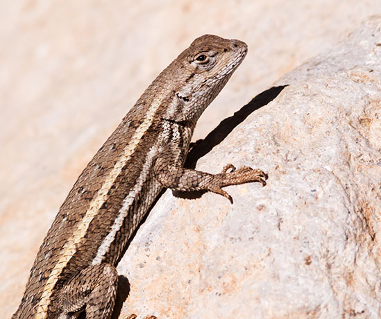 Striped Plateau Lizard Sceloporus Virgatus  