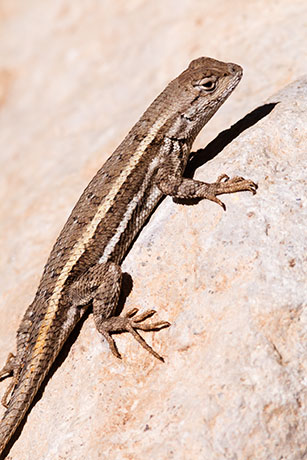 Striped Plateau Lizard Sceloporus Virgatus  
