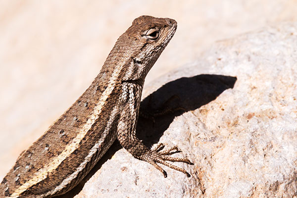 Striped Plateau Lizard Sceloporus Virgatus  