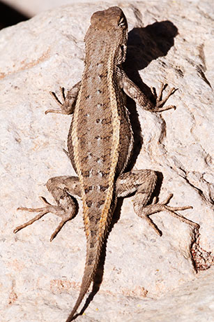 Striped Plateau Lizard Sceloporus Virgatus  