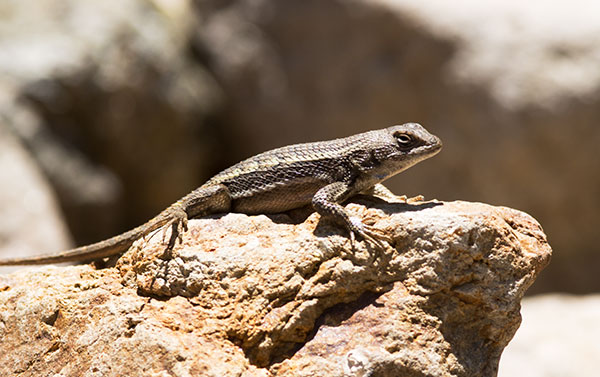 Striped Plateau Lizard Sceloporus Virgatus  