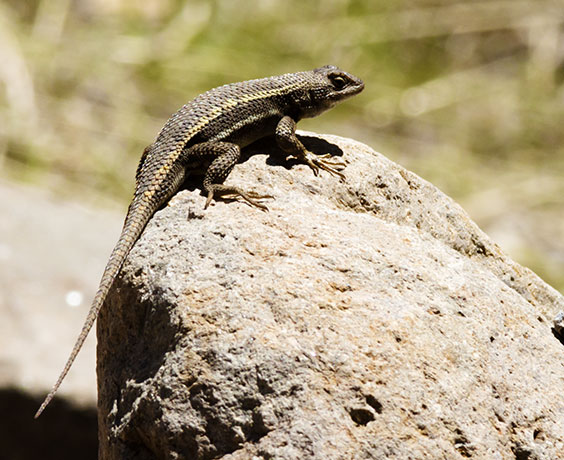 Striped Plateau Lizard Sceloporus Virgatus  