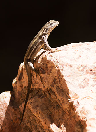 Striped Plateau Lizard Sceloporus Virgatus