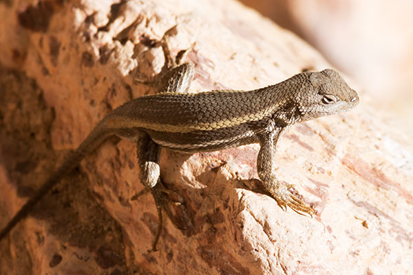 Striped Plateau Lizard Sceloporus Virgatus