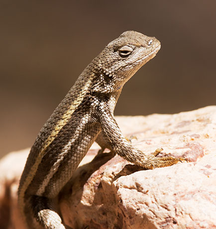 Striped Plateau Lizard Sceloporus Virgatus