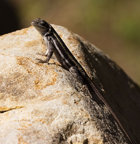 Striped Plateau Lizard Sceloporus Virgatus