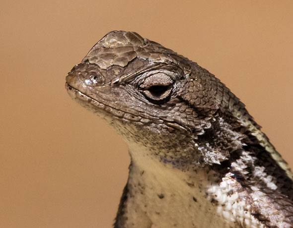 Striped Plateau Lizard Sceloporus Virgatus