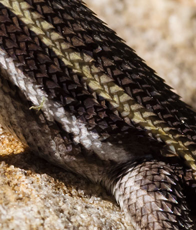 Striped Plateau Lizard Sceloporus Virgatus