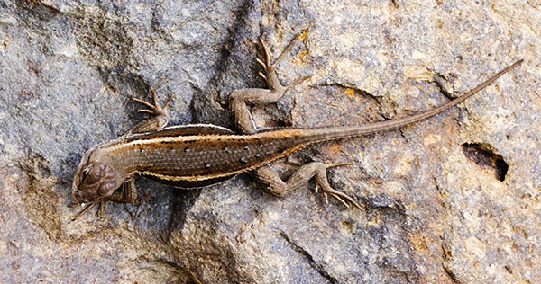 Striped Plateau Lizard Sceloporus Virgatus