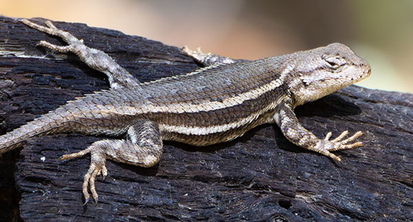 Striped Plateau Lizard Sceloporus Virgatus