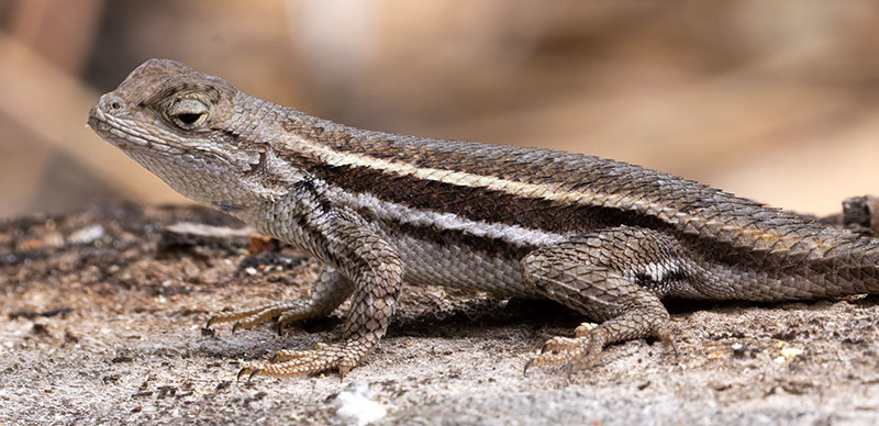 Striped Plateau Lizard Sceloporus Virgatus