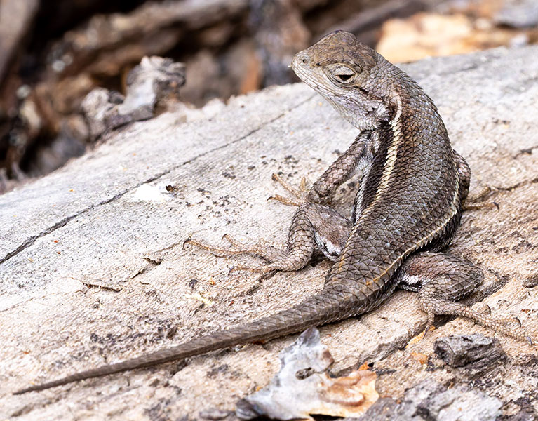 Striped Plateau Lizard Sceloporus Virgatus