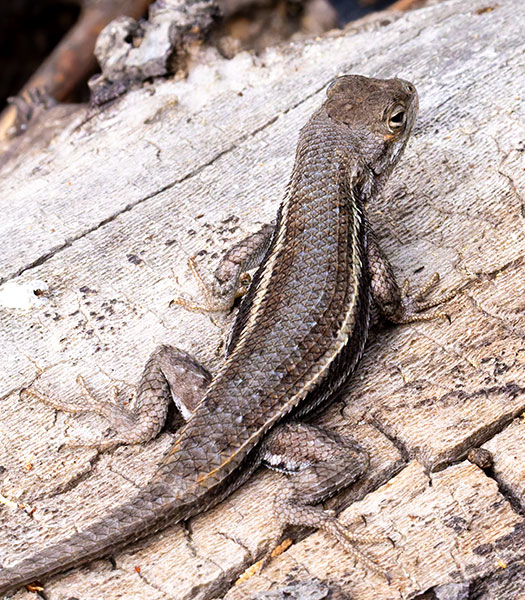 Striped Plateau Lizard Sceloporus Virgatus