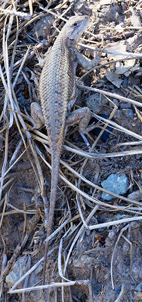 Striped Plateau Lizard Sceloporus Virgatus
