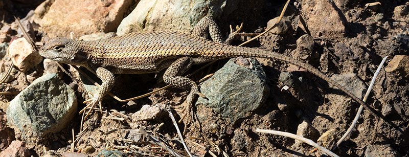 Striped Plateau Lizard Sceloporus Virgatus
