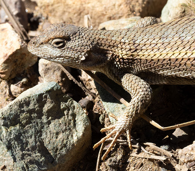 Striped Plateau Lizard Sceloporus Virgatus