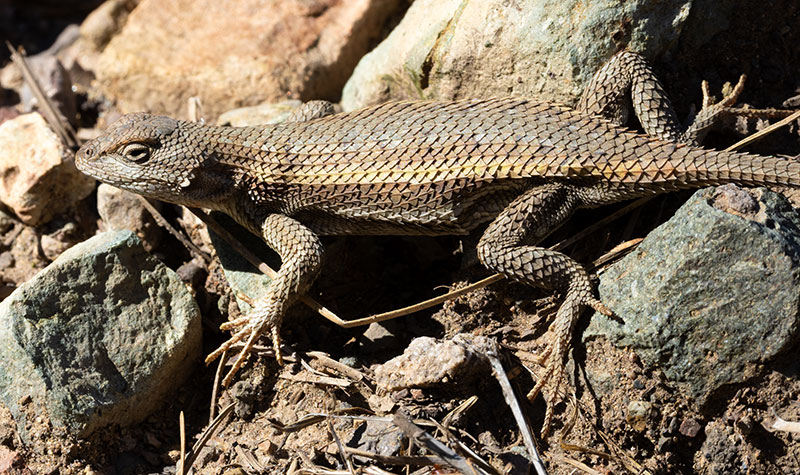 Striped Plateau Lizard Sceloporus Virgatus