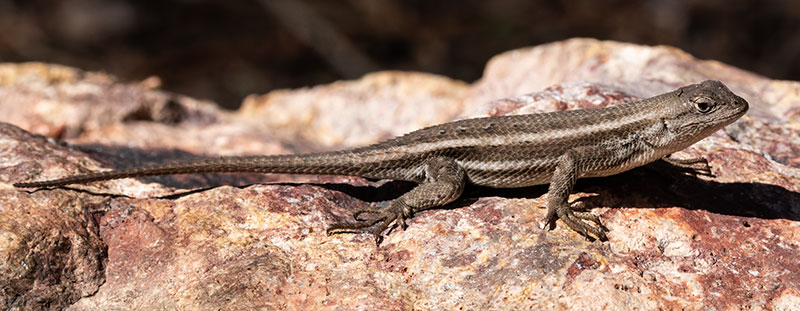 Striped Plateau Lizard Sceloporus Virgatus