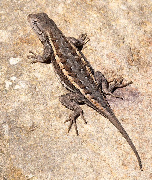 Striped Plateau Lizard Sceloporus Virgatus