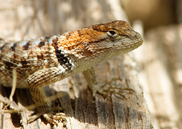 Twin-spotted Spiny Lizard Sceloporus bimaculosus  