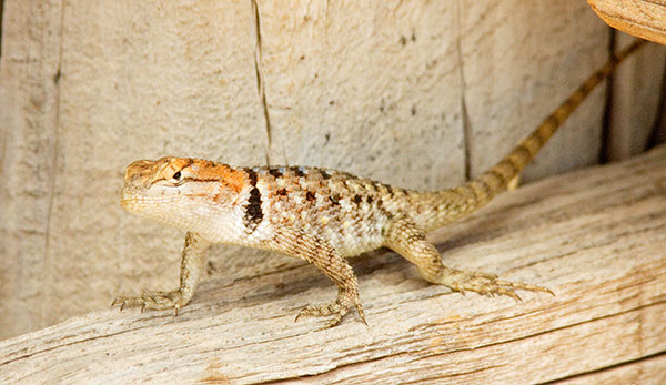 Twin-spotted Spiny Lizard Sceloporus bimaculosus  