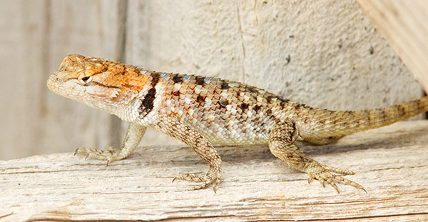 Twin-spotted Spiny Lizard Sceloporus bimaculosus  