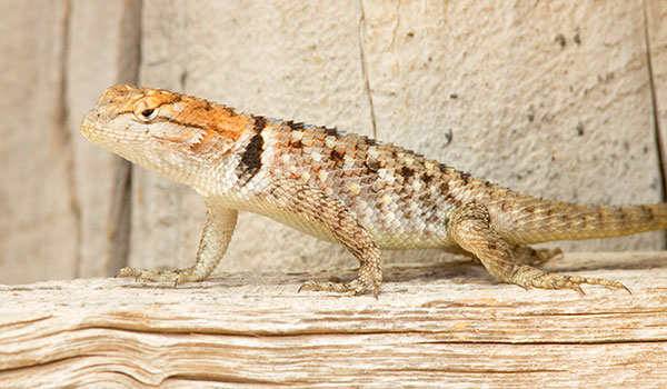 Twin-spotted Spiny Lizard Sceloporus bimaculosus  