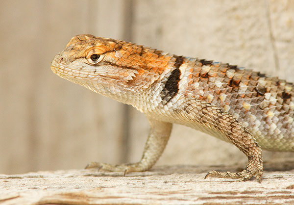 Twin-spotted Spiny Lizard Sceloporus bimaculosus  